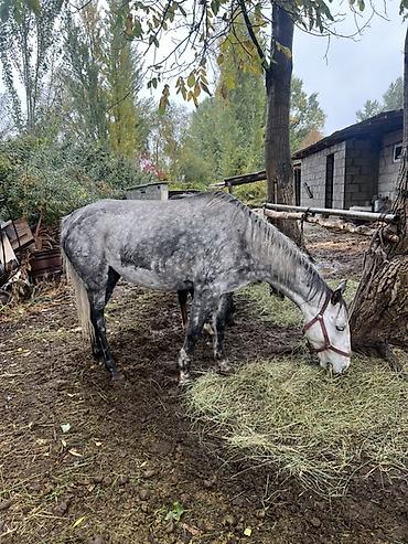 Продам с/х животных: Продаю | Кобыла (самка), Жеребец | Полукровка | Для разведения, Конный спорт | Племенные — 2