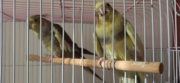 отдам в добрые руки собаку: Nimfa (cockatiel) cütlüyü – qəfəs ilə birlikdə - Növ: Nimfa papağanı