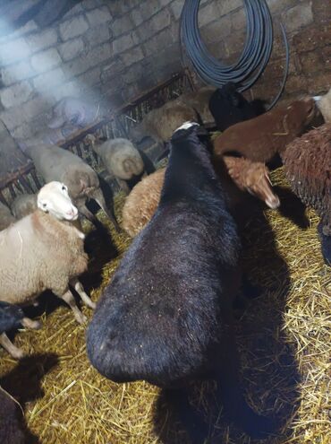 Qoyunlar, qoçlar: GİSAR QOCU. İKİ YAŞ YARİMLİQ. Diri çəkisi 93 kq.TAM SAQLAM. QOYUN — 11