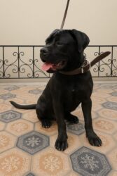 İtlər: Kane-Korso, 6 ay, Dişi, Ünvandan götürmə