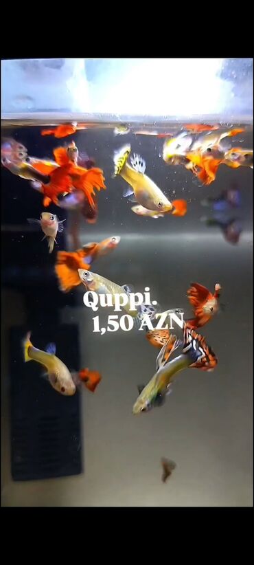 Balıqlar: Quppi, Sülhsevər, Ünvandan götürmə, Ödənişli çatdırılma