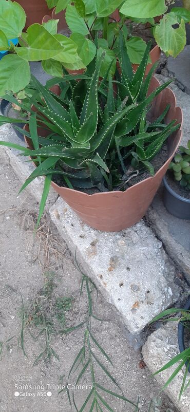 Otaq bitkiləri: Aloe