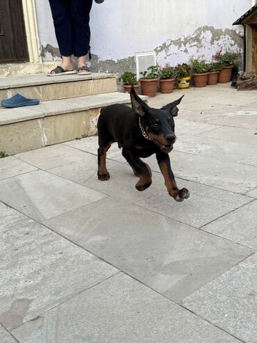 доберман цена баку: Doberman, 2 ay, Erkek, Peyvəndli, Ünvandan götürmə