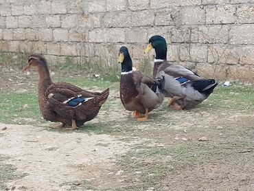 Ördəklər: 1 cüt Orginal Qan Ruan ördəyi tam sağlam aktiv ördəylərdi 6 — 7