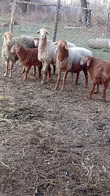 Баран, овца: Продаю | Баран (самец) | Арашан — 16