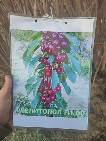 Яблоня: Саженцы плодовых деревьев (разные сорта) - Черешня «Мелитополь — 1