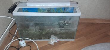 akvarium balıqlarının satışı: Akvarium icindeki dashlar oyuncaqlar 2 eded su filteri ishiqla