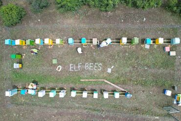 Bal: Elf bee's 1977 eco product for health and longevity tovuzun -da lalafo.az — 13 Bal: Elf bee's 1977 eco product for health and longevity tovuzun — 13