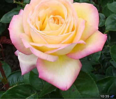 Роза: Чайно- гибридные розы для сада! 
Гарантия сорта!!!
 ул. Ташкентская, 9 — 3