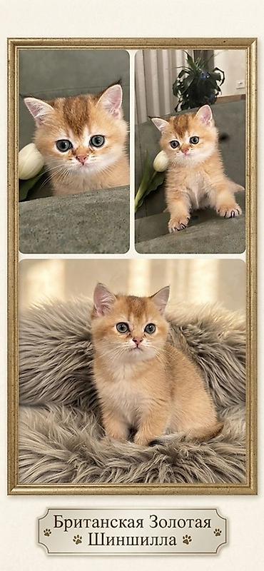 golden pişik: Qızıl şinşilla, Erkək, Dişi — 3