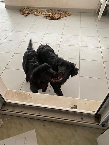 İtlər: 5 ay, Dişi — 6