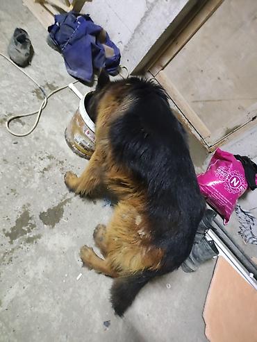 İtlər: Alman çoban iti, 1 il, Erkek, Sənədli, Ünvandan götürmə, Pulsuz çatdırılma, Ödənişli çatdırılma — 3