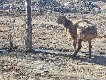 Баран, овца: Продаю | Баран (самец) | Арашан | Для разведения — 4