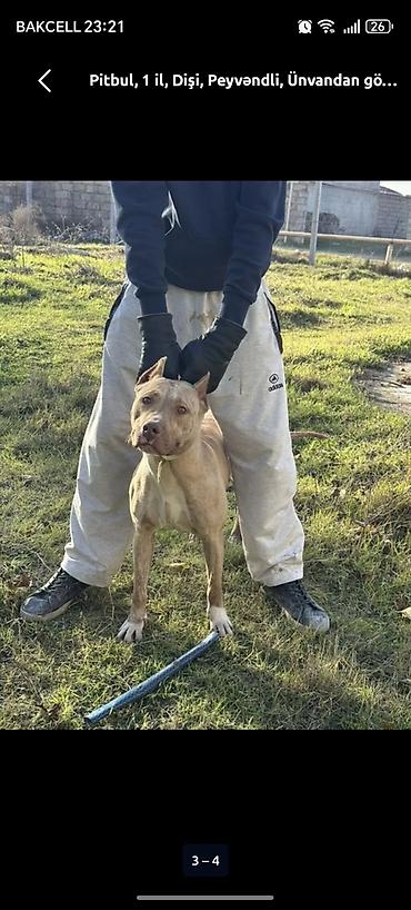 alman kurdu iti: Pitbul, 1 il, Dişi, Peyvəndli — 3