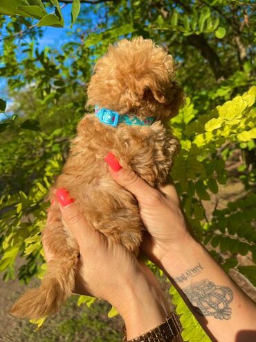 Psi: Odgajivacnica pasa "Happy Puppies" ima u ponudi muzjake patuljaste i — 7