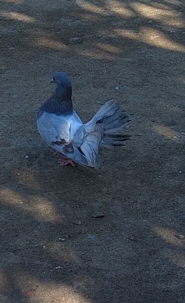 Pavlinlər var 5 manatdan başlayan qiymət lalafo.az -da Pavlinlər var 5 manatdan başlayan qiymət