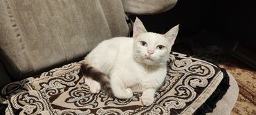 кот домашний: Беспородная, 4 месяца, Девочка, Биколор