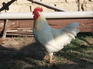 ağ baliq: Tam sağlam damazlığ ağ xoruz ünvan Binə qəsəbəsində vatsap var — 3