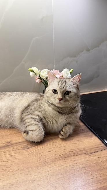 купить кота шиншиллу: Скотиш Страйт (Шотландская прямоухая), 1 год, Девочка, Серебристая шиншилла, Приучена к лотку — 1