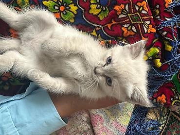 коты бесплатные: Беспородная, 4 месяца, Девочка, Приучена к лотку — 3