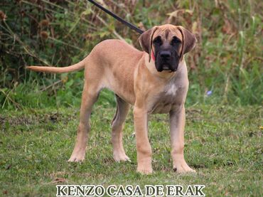 Psi: Štenci Presa Canario, ostenjeni 24.5.2023 godine. Kuba Kira je rođena — 18