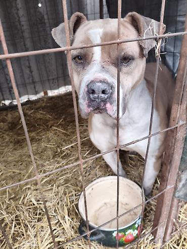 Отдам даром собаку: Собака даром: Бульдог, Более 5 лет, Самец, С прививкой — 12