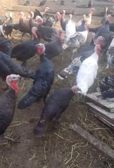 koməyə tələsən itlər: Salam alekum çox gözəl sağlam heyvandırlar sağlamlığına söz ola bilməz — 3
