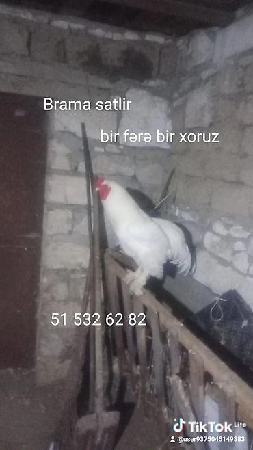 heyvan ve insan seksi: Toyuq, Brama, Damazlıq — 1
