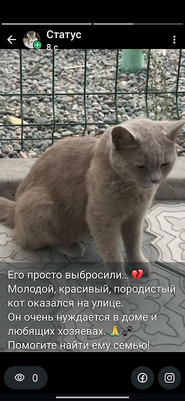 Кошка даром: Британская короткошёрстная, 1 год, Мальчик