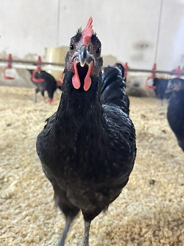 heyrati xoruzu: Xoruz, il: <1, Ünvandan götürmə, Pulsuz çatdırılma, Rayonlara çatdırılma — 3