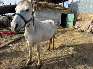 Лошади, кони: Продаю | Кобыла (самка) | Рабочий — 8