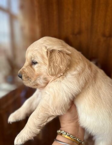İtlər: Labrador-retriver, 1 ay, Dişi — 13