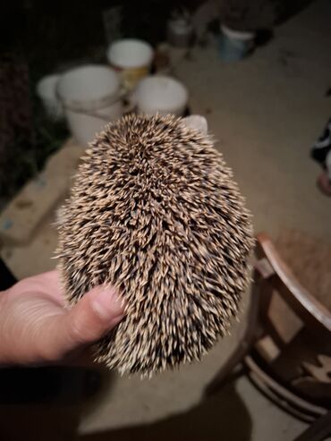 pişik satılır lalafo: Afrika cırtdan kirpisi (hedgehog) - Növ: Afrika cırtdanı (pet kimi