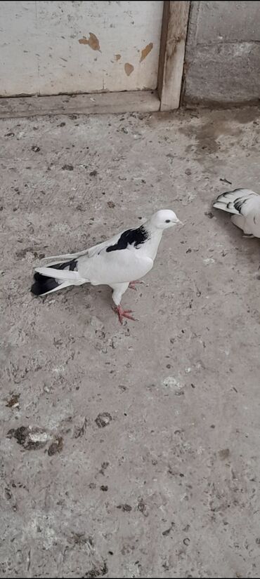 Göyərçinlər: Ağ və qara rənglərdə olan göyərçin. Bu quş, xüsusilə dam örtüyü