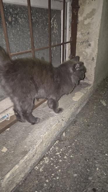 pişiklər ucuz: Boz tüklü pişik – uzun quyruqlu, orta ölçülü, yumşaq və sıx — 2