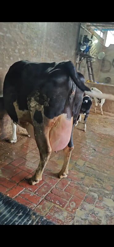 Inəklər, öküzlər: Südlük inək – ağ-qara rəngli (Holşteyn tipli) - Güclü bədən quruluşu — 2