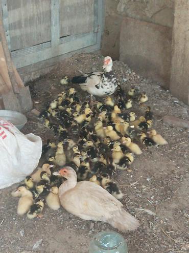 kanada sortu hinduska: Real alıcıya endirim olacaq neçə eded istəsəz var — 3