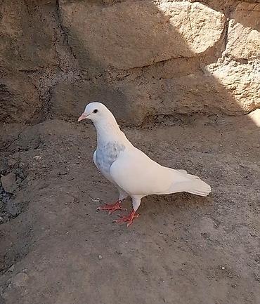 qus dami satilir: Tutulma 15 tuk erkey qiymet sondu — 6
