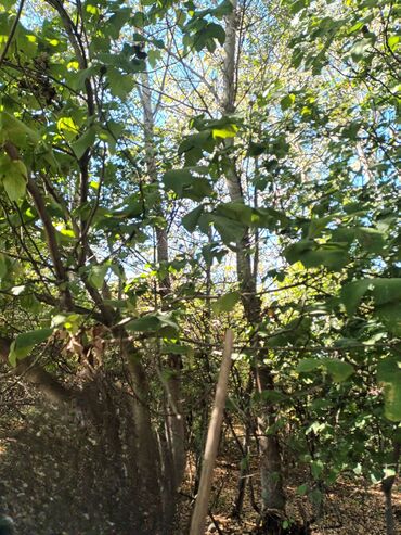 Həyət evləri və villaların satışı: Torpaq bağ sahəsi 42 sot meyvə baği satıram -da lalafo.az — 8 Həyət evləri və villaların satışı: Torpaq bağ sahəsi 42 sot meyvə baği satıram — 8