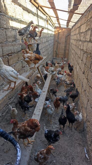 Digər kənd təsərrüfatı heyvanları: Kend colpasi satlir 6 Azn 70 ededi tam saglam vitamin her bir dermanin