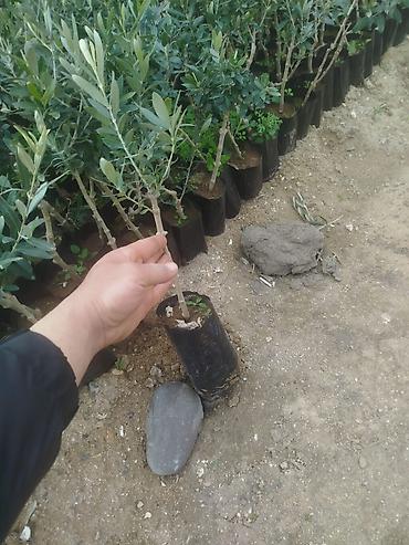 Türkiyənin gemlik sortu olan zeytun ağacları satılır Bağ salmaq lalafo.az -da Türkiyənin gemlik sortu olan zeytun ağacları satılır Bağ salmaq