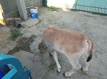 бычок бык: Продаю | Бык (самец) — 3