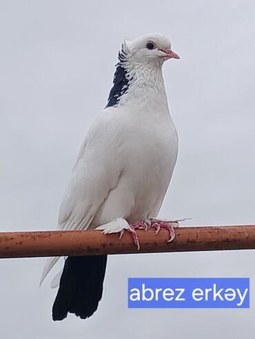 barter heyvanla: Salam peçat şeyka abrezdi erkək, maya peçat abrezə yaxındı, bala erkəy