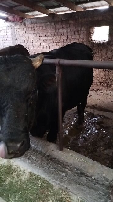 Коровы, быки: Продаю | | Алатауская | На забой