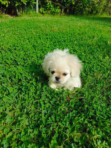 qanqal iti qiymeti: Pekines, 2 ay, Erkek, Peyvəndli