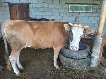 айрширская порода коров цена: Продаю | | Алатауская | Отела не было
