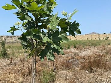 bakıda torpaq: TORPAQ ALIRAM Fatmeyidə,Pirşağı-Mehdiabad yolunda,305 saylı — 2
