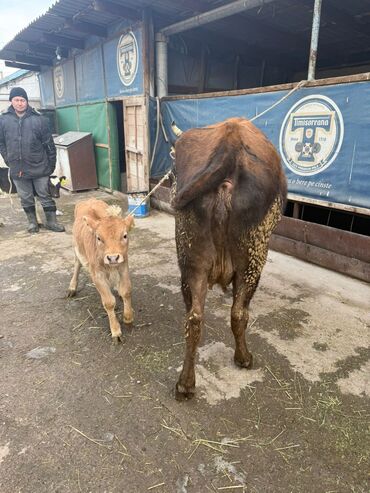 Коровы, быки: Продаю | Корова (самка) | Для разведения | После отела — 12