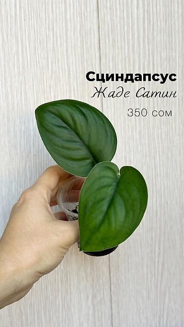 pinky clean бишкек: Комнатные растения в наличии🌿 Как всем известные, так и редкие — 4