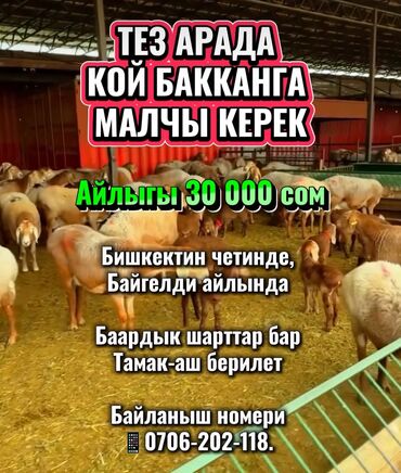 не полный: Требуется Пастух, Оплата Сдельная, Обучение